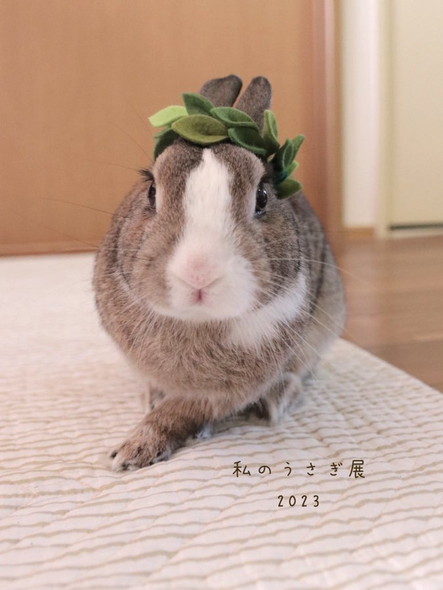 リーフ被ったうさぎ