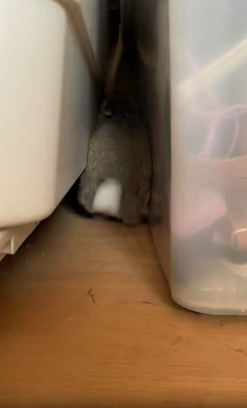 バックするうさぎ