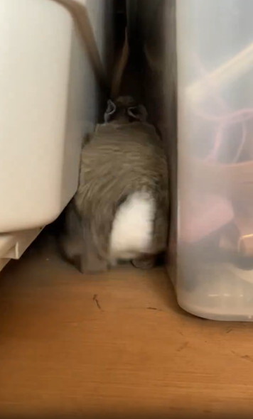 バックするうさぎ