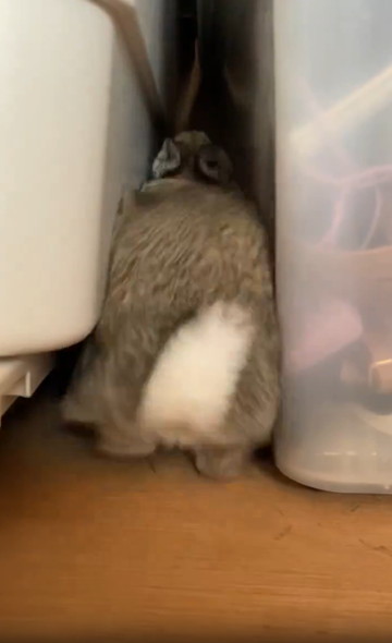 バックするうさぎ