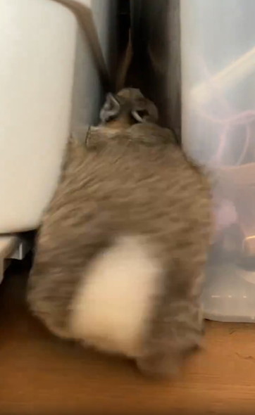 バックするうさぎ