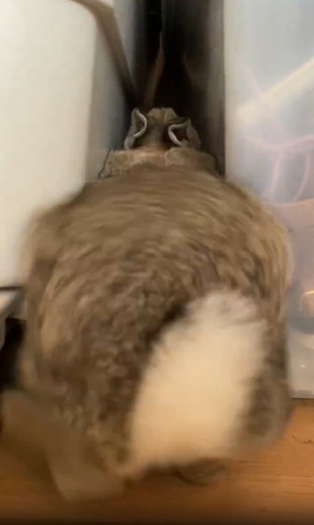 バックするうさぎ