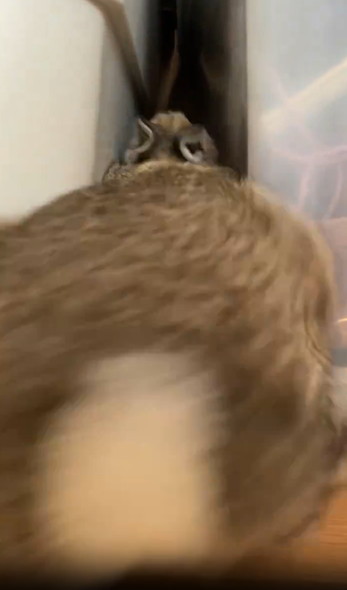 バックするうさぎ