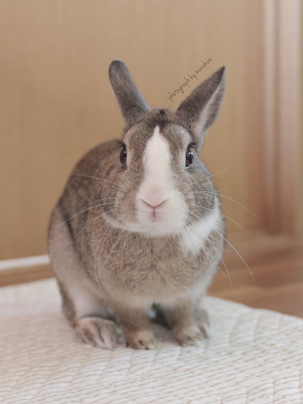 うさぎ正面