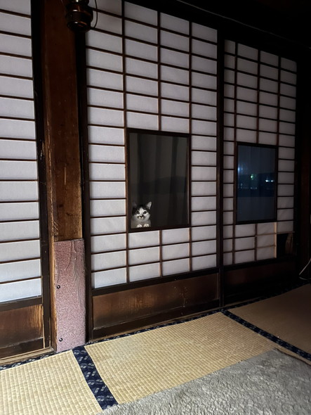障子からのぞく猫