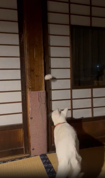 手招きする猫
