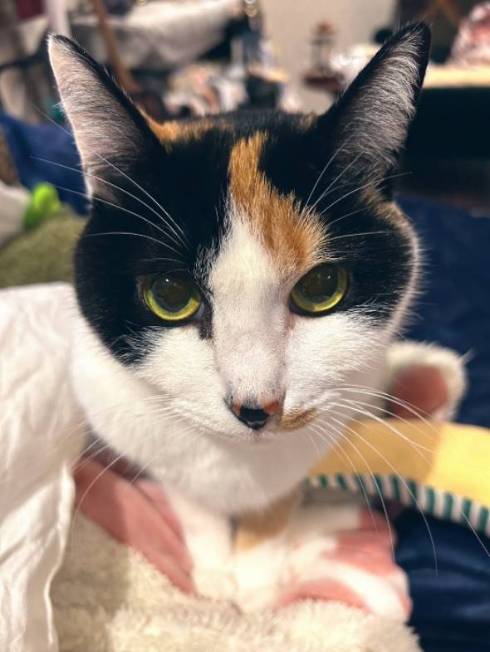 猫のお触りマップ