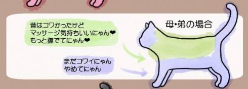 猫のお触りマップ