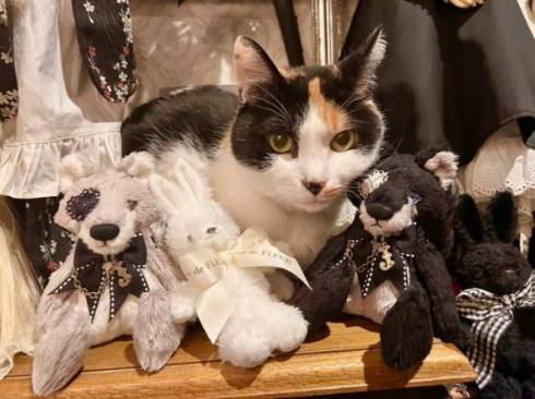 猫のお触りマップ