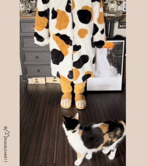 猫のお触りマップ