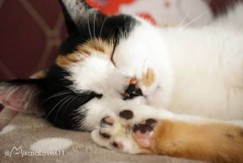 猫のお触りマップ