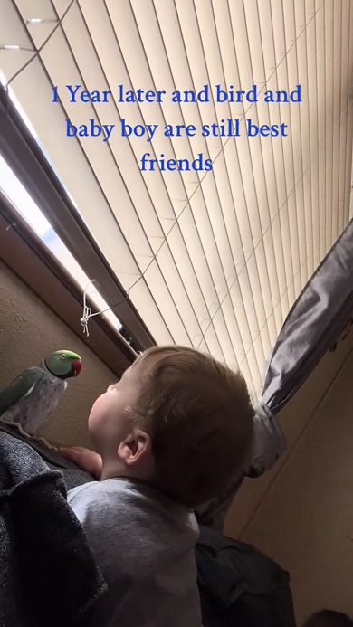 男の子と親友のインコがじゃれ合っている様子