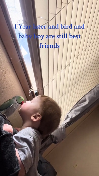 男の子と親友のインコがじゃれ合っている様子