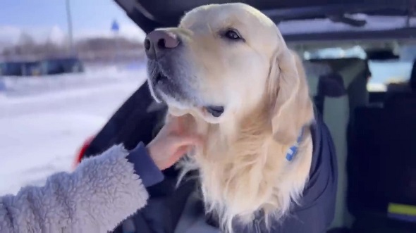 8カ月前に遊んだ人とすれちがったら犬は気付けるのか実験