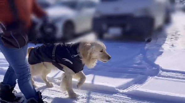 8カ月前に遊んだ人とすれちがったら犬は気付けるのか実験