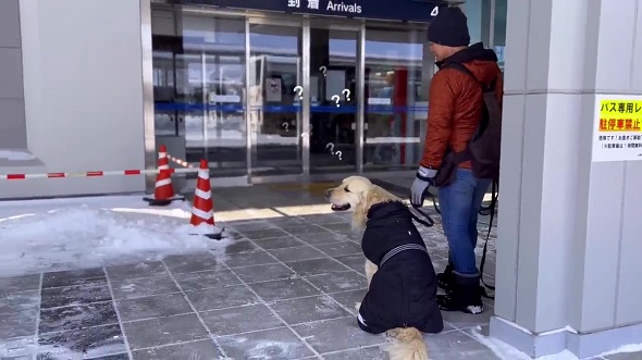 8カ月前に遊んだ人とすれちがったら犬は気付けるのか実験