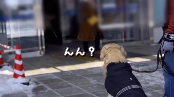 8カ月前に遊んだ人とすれちがったら犬は気付けるのか実験