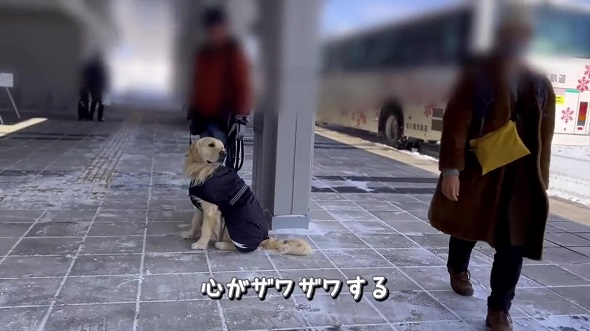 8カ月前に遊んだ人とすれちがったら犬は気付けるのか実験