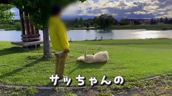 8カ月前に遊んだ人とすれちがったら犬は気付けるのか実験