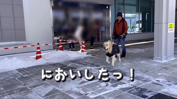 8カ月前に遊んだ人とすれちがったら犬は気付けるのか実験