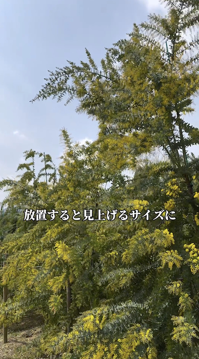 ミモザを育てるときの注意点「成長が早い」