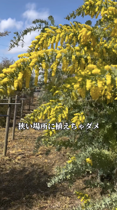ミモザを育てるときの注意点「成長が早い」