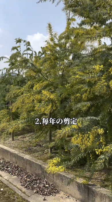 ミモザを育てるときの注意点「毎年の剪定」