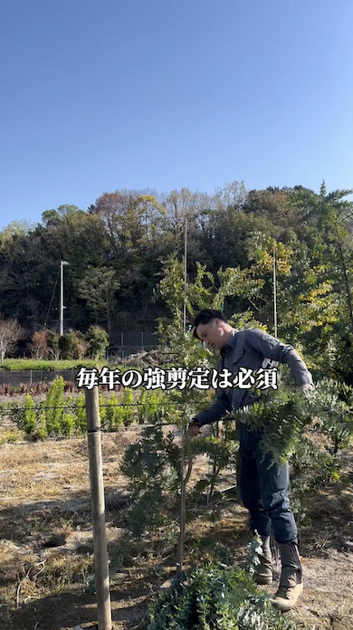 ミモザを育てるときの注意点「毎年の剪定」