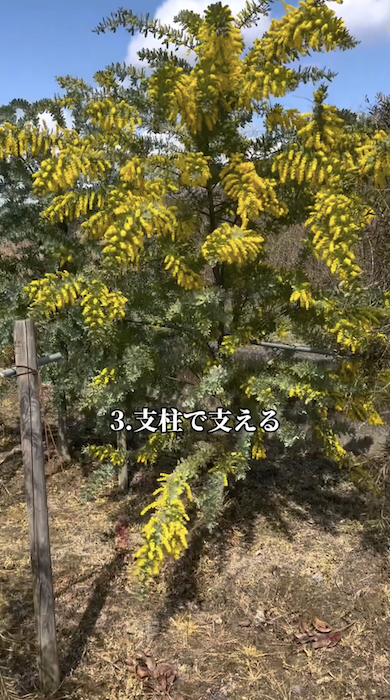 ミモザを育てるときの注意点「支柱で支える」