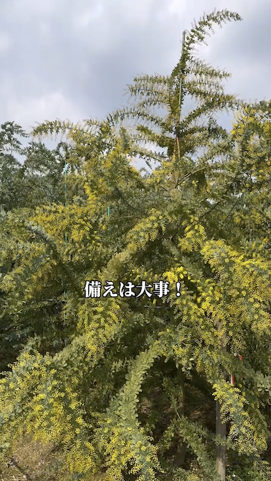 ミモザを育てるときの注意点「支柱で支える」