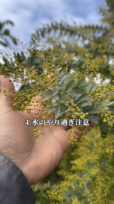 ミモザを育てるときの注意点「水のやりすぎ注意」