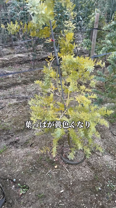 ミモザを育てるときの注意点「水のやりすぎ注意」