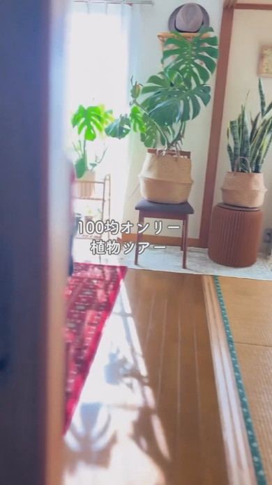 観葉植物