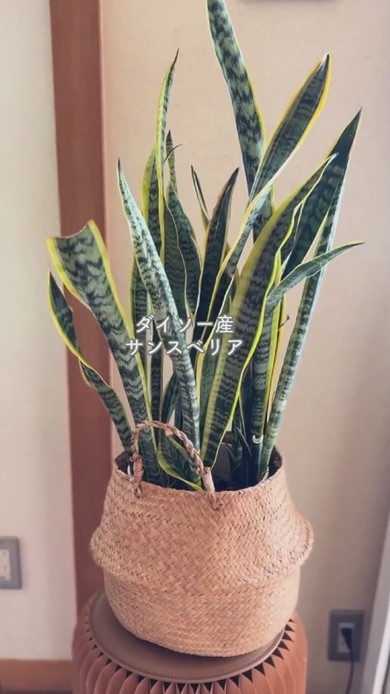 100均で購入した植物たちが並ぶ部屋