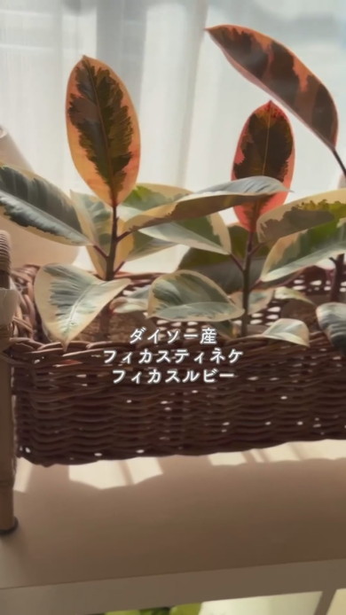 100均で購入した植物たちが並ぶ部屋