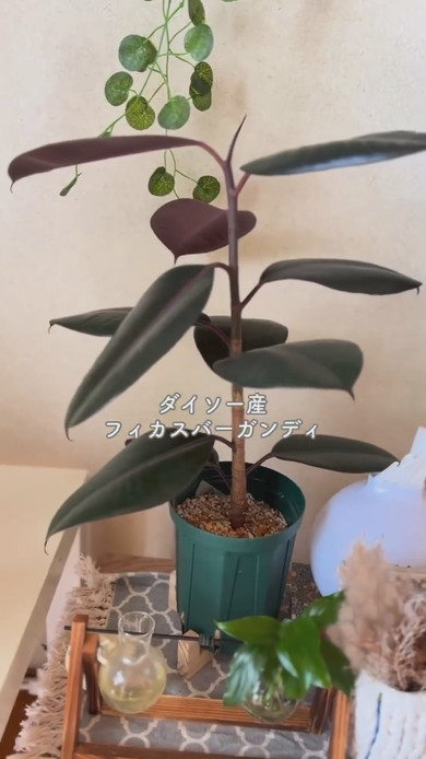 100均で購入した植物たちが並ぶ部屋
