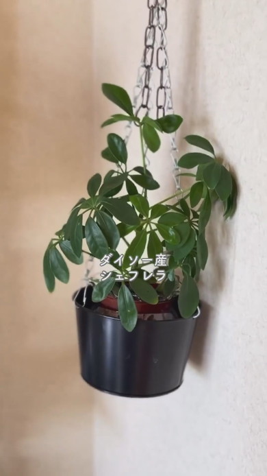 100均で購入した植物たちが並ぶ部屋