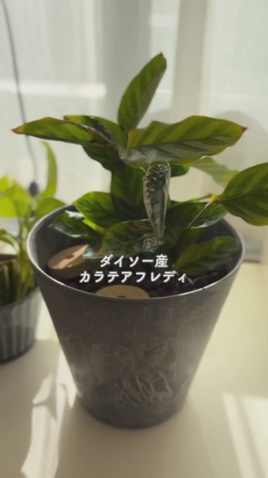 100均で購入した植物たちが並ぶ部屋