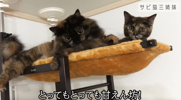 人懐っこくて甘えん坊な子猫