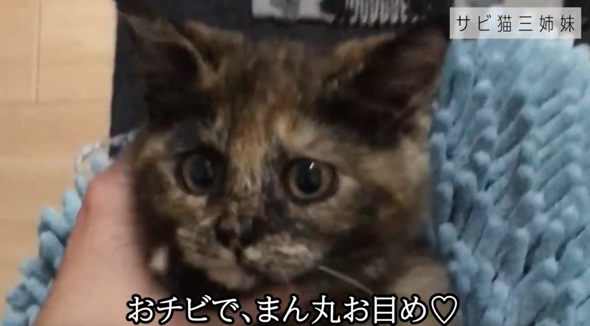 キュルンとしたお顔がかわいい