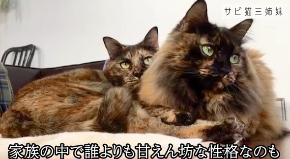 先住猫とも仲良し