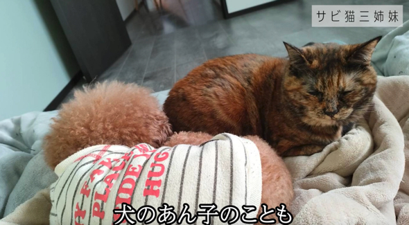 先住犬が大好きでべったり