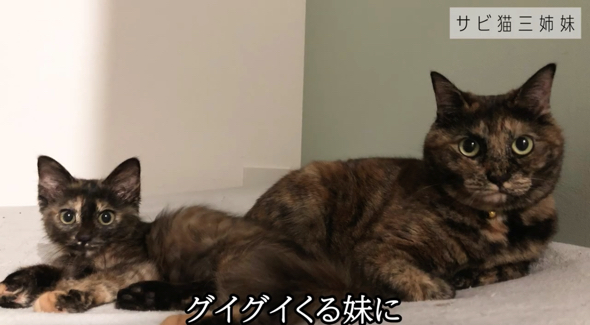 妹猫にはしっかりお姉さん