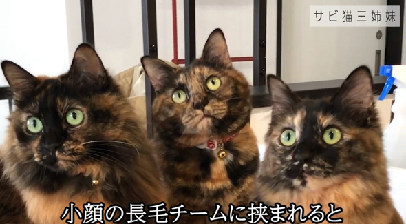 サビ猫三姉妹