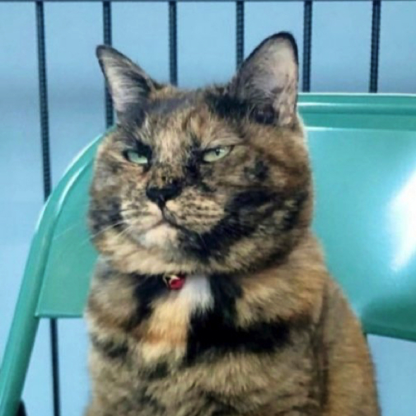 ゴルゴ13のようなイカつい表情の猫