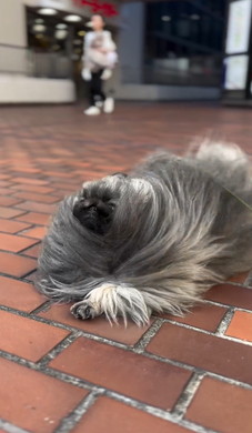 暴風に耐えてお散歩するワンコ