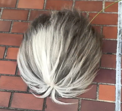 暴風に耐えてお散歩するワンコ