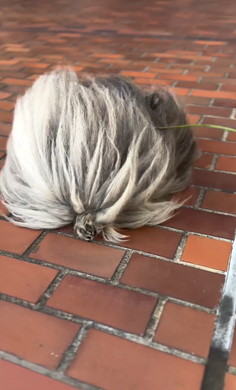 暴風に耐えてお散歩するワンコ