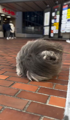 暴風に耐えてお散歩するワンコ