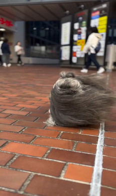 暴風に耐えてお散歩するワンコ